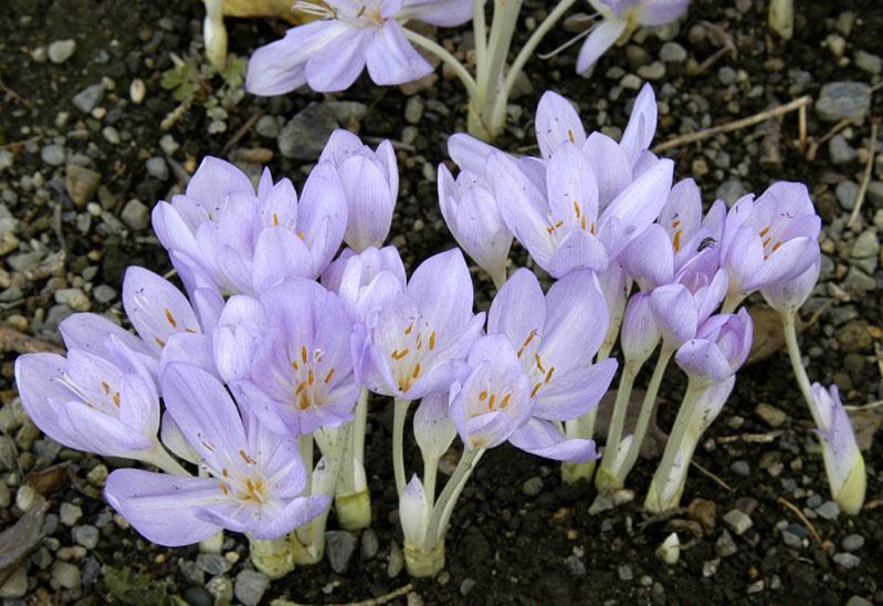 ���X�z������