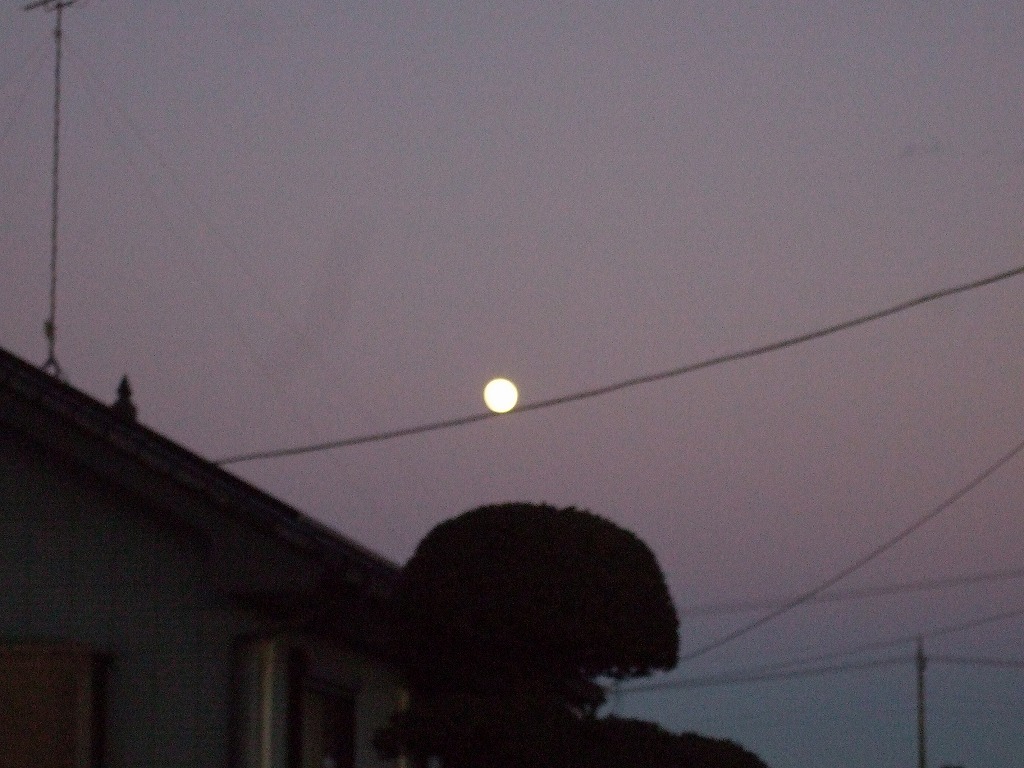 ���X�z������