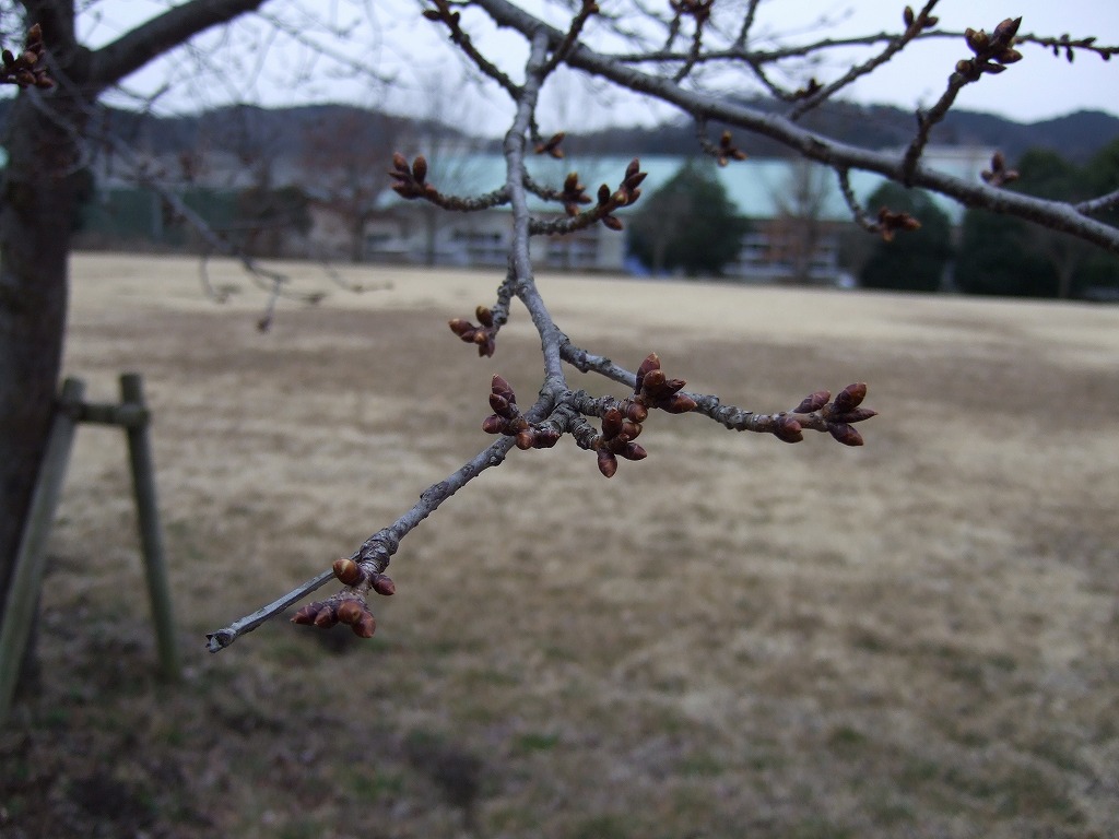 ���X�z������