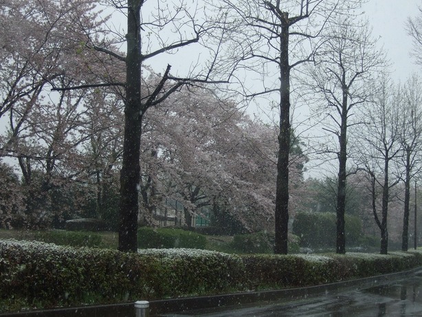 ���X�z������