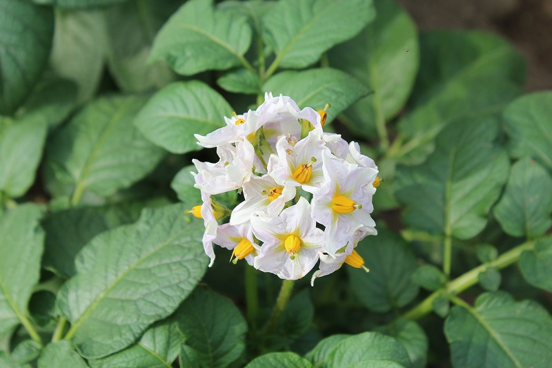 ���X�z������