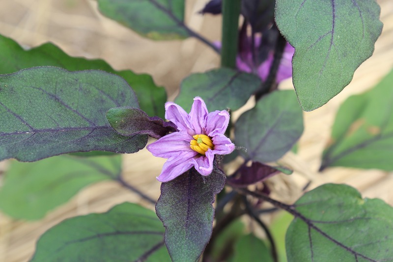 ���X�z������