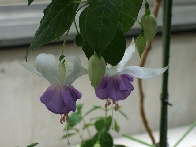 ���X�z������