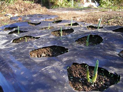 �����̂���c�ɕ��̂��X�@�V���~