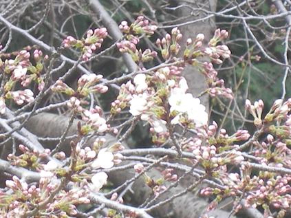 �����̂���c�ɕ��̂��X�@�V���~