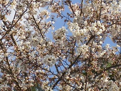 �����̂���c�ɕ��̂��X�@�V���~