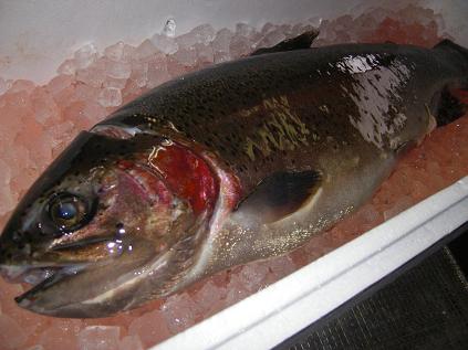 �����̂���c�ɕ��̂��X�@�V���~