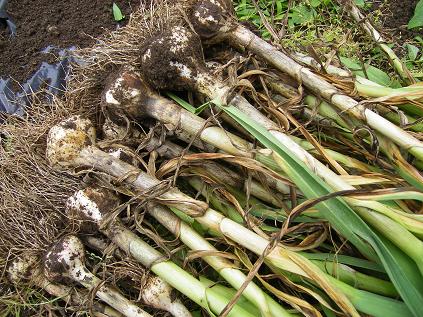 �����̂���c�ɕ��̂��X�@�V���~