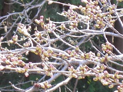 �����̂���c�ɕ��̂��X�@�V���~