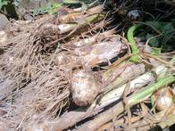 �����̂���c�ɕ��̂��X�@�V���~