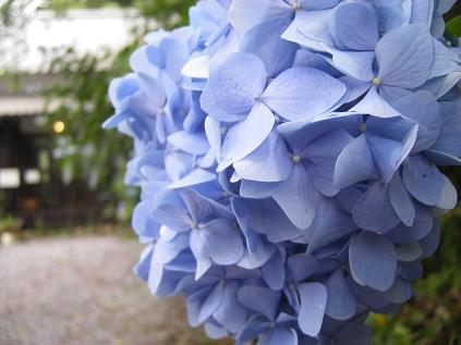 �����̂���c�ɕ��̂��X�@�V���~