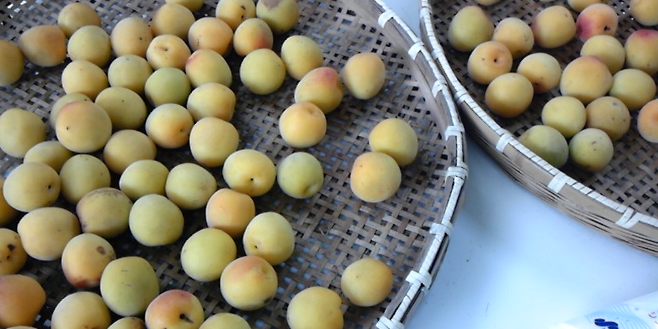 �����̂���c�ɕ��̂��X�@�V���~