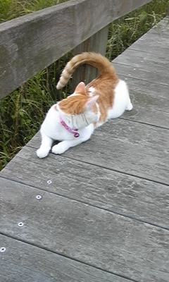 �F�ƒK�ƈ��L(�l���������r�s�d�k�k�`)�̐���