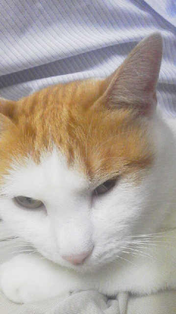 �F�ƒK�ƈ��L(�l���������r�s�d�k�k�`)�̐���