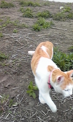 �F�ƒK�ƈ��L(�l���������r�s�d�k�k�`)�̐���