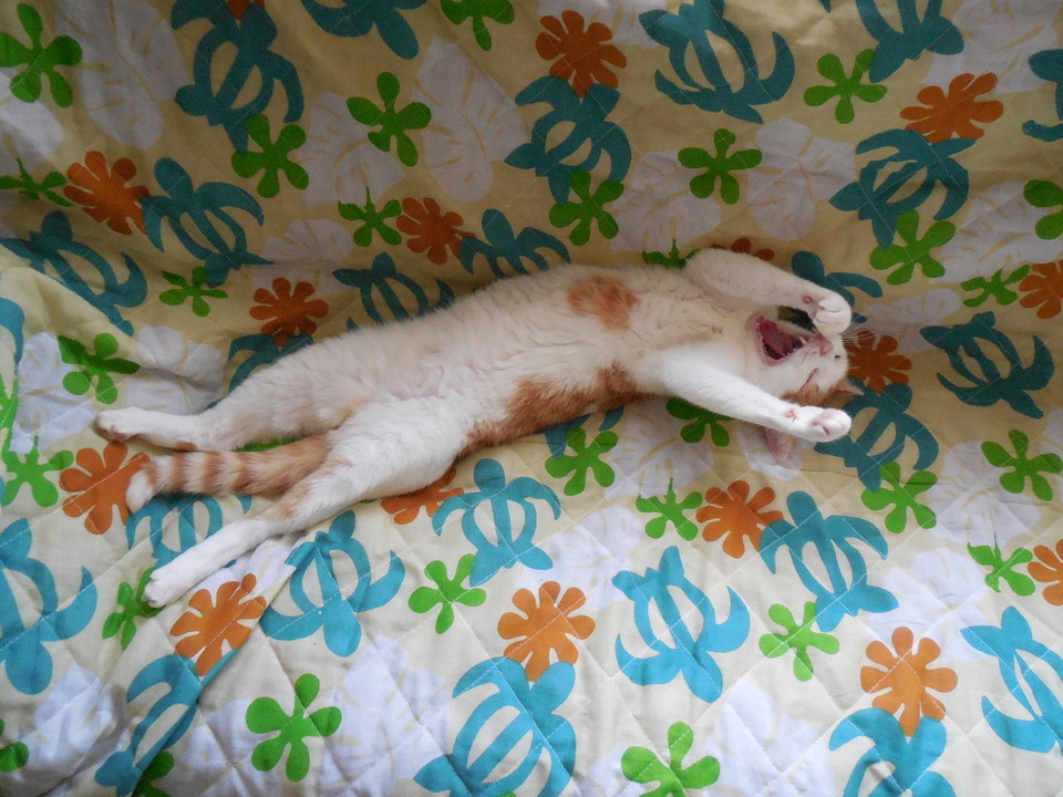 �F�ƒK�ƈ��L(�l���������r�s�d�k�k�`)�̐���