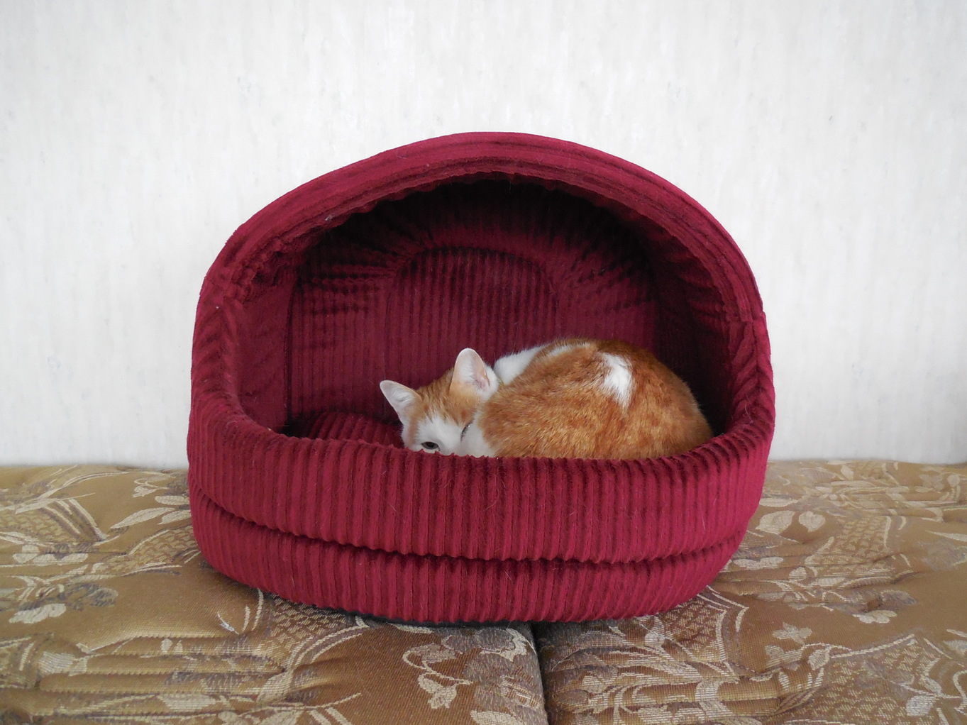 �F�ƒK�ƈ��L(�l���������r�s�d�k�k�`)�̐���