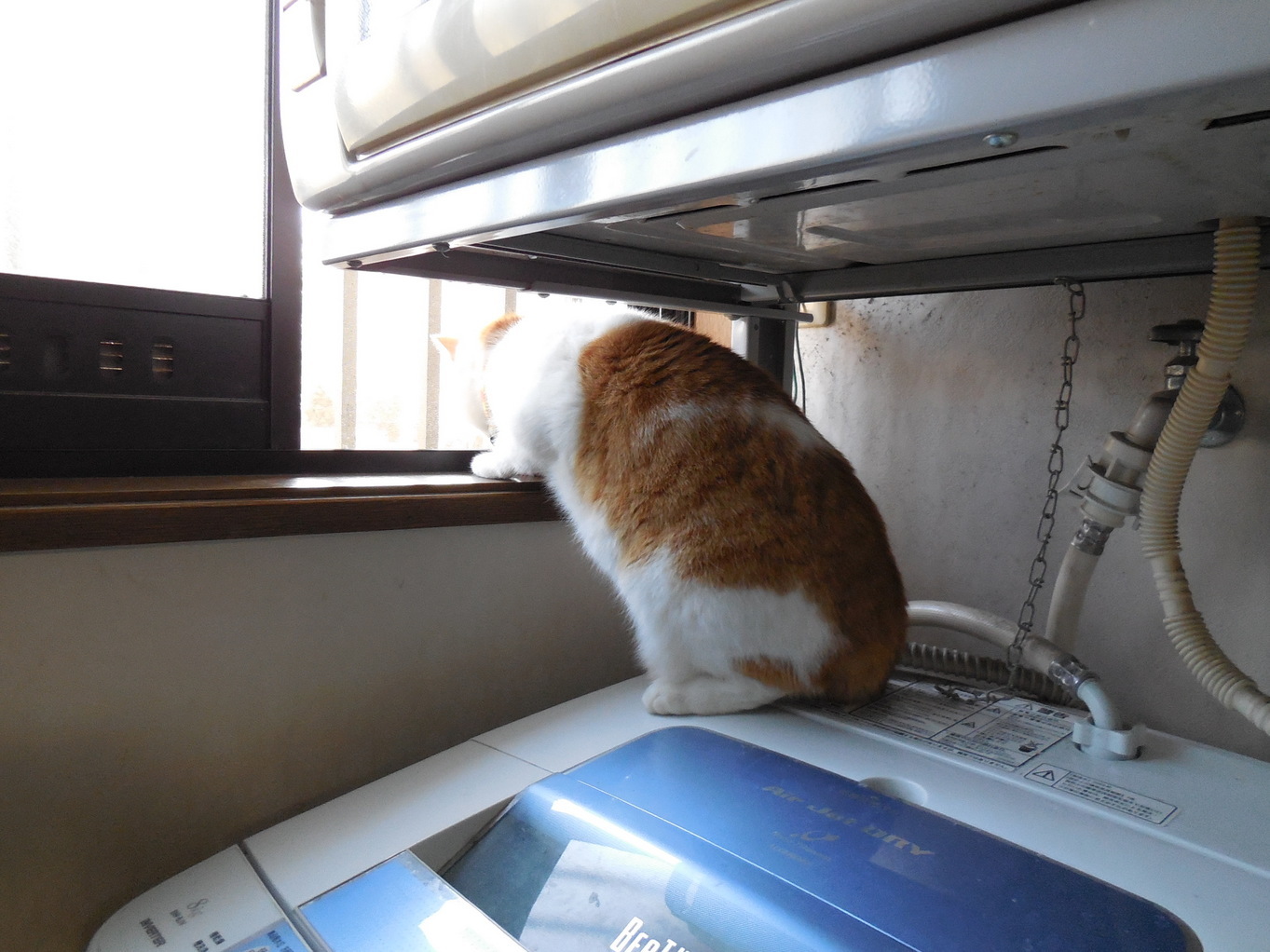 �F�ƒK�ƈ��L(�l���������r�s�d�k�k�`)�̐���