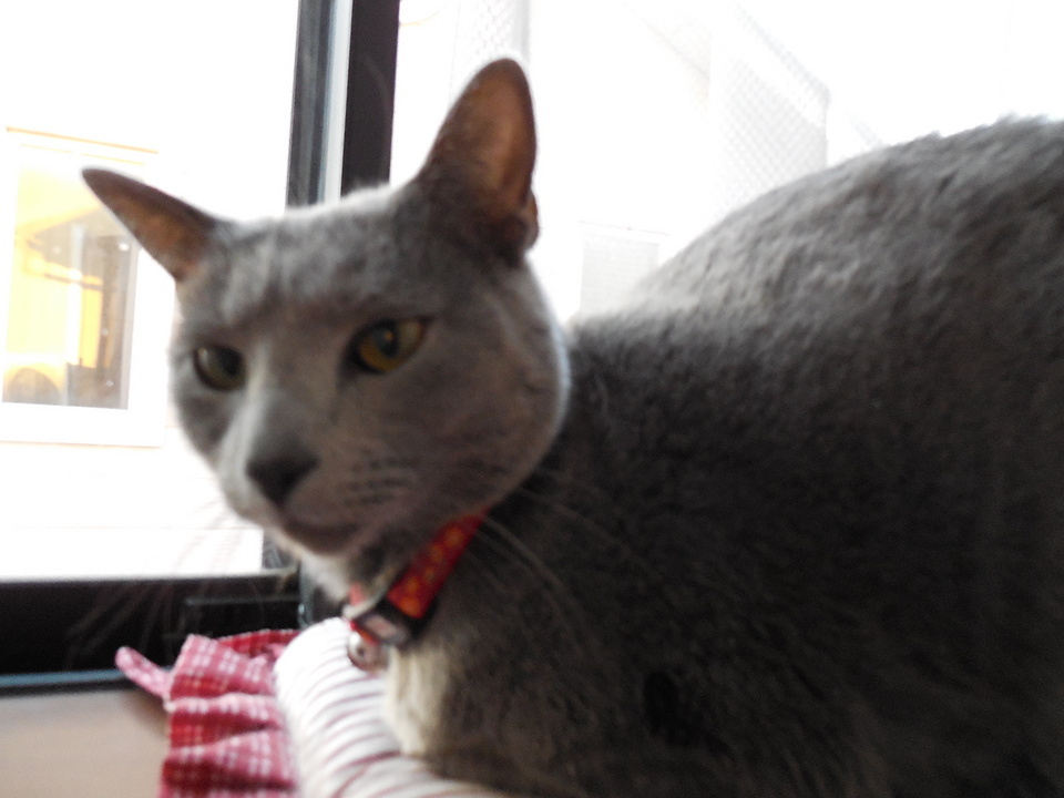 �F�ƒK�ƈ��L(�l���������r�s�d�k�k�`)�̐���