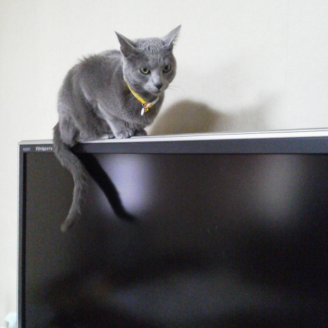 �F�ƒK�ƈ��L(�l���������r�s�d�k�k�`)�̐���