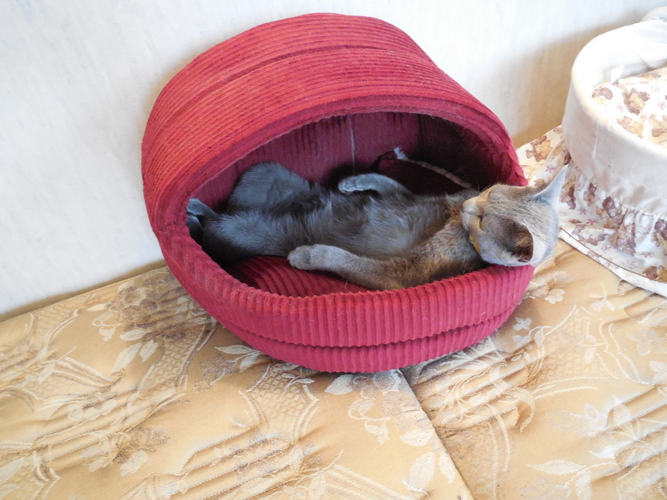 �F�ƒK�ƈ��L(�l���������r�s�d�k�k�`)�̐���