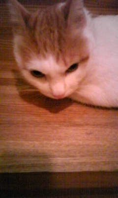 �F�ƒK�ƈ��L(�l���������r�s�d�k�k�`)�̐���