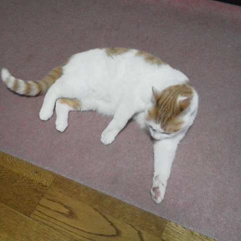 �F�ƒK�ƈ��L(�l���������r�s�d�k�k�`)�̐���