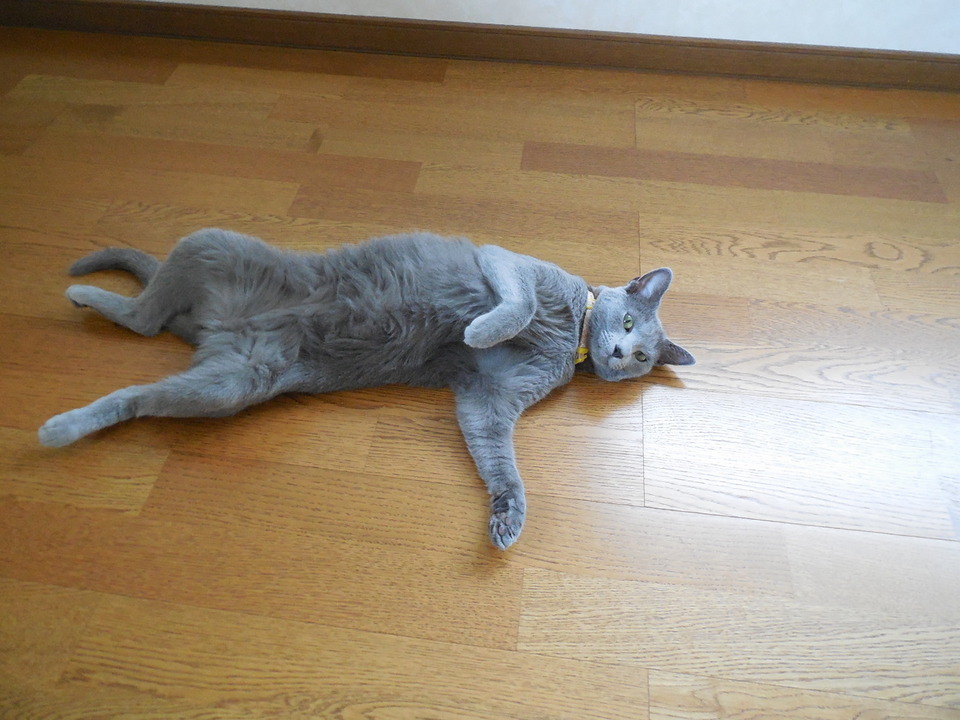 �F�ƒK�ƈ��L(�l���������r�s�d�k�k�`)�̐���