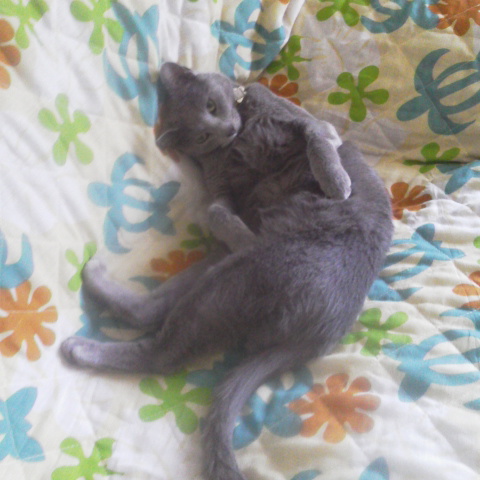 �F�ƒK�ƈ��L(�l���������r�s�d�k�k�`)�̐���