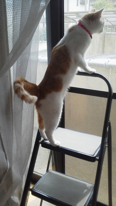 �F�ƒK�ƈ��L(�l���������r�s�d�k�k�`)�̐���