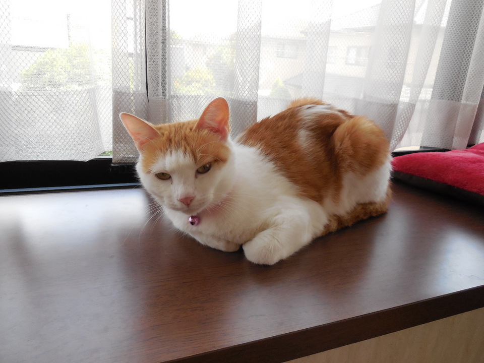 �F�ƒK�ƈ��L(�l���������r�s�d�k�k�`)�̐���