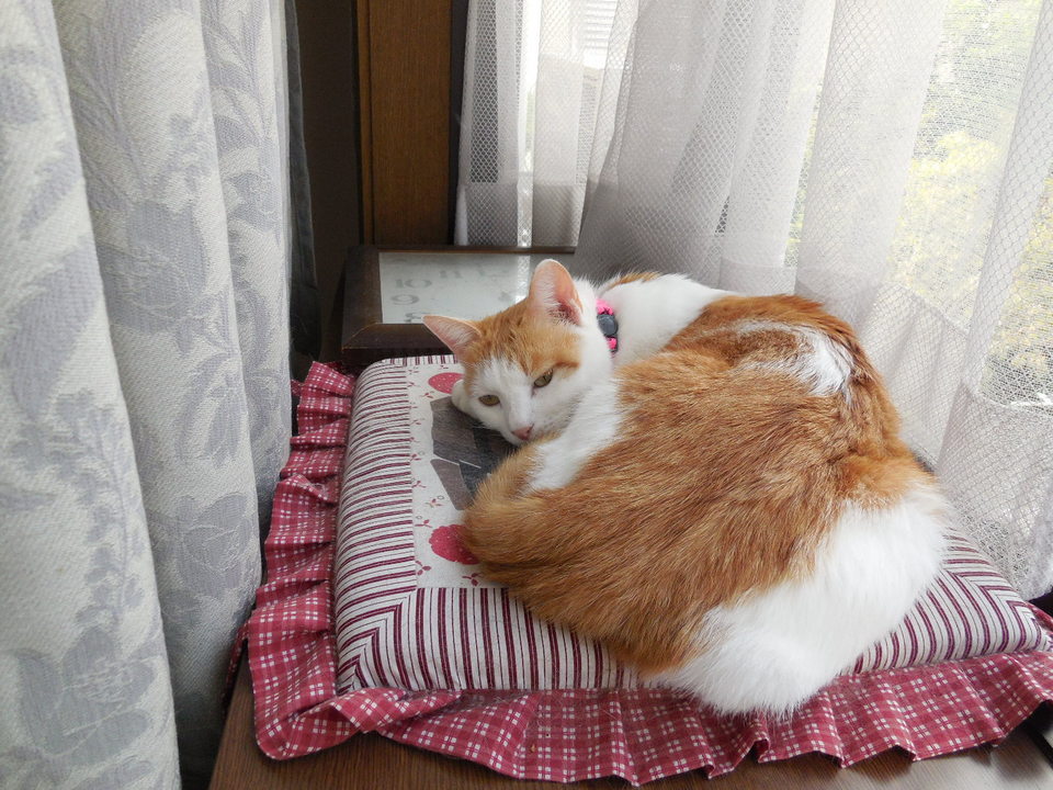 �F�ƒK�ƈ��L(�l���������r�s�d�k�k�`)�̐���