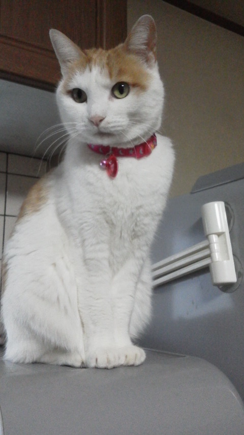 �F�ƒK�ƈ��L(�l���������r�s�d�k�k�`)�̐���