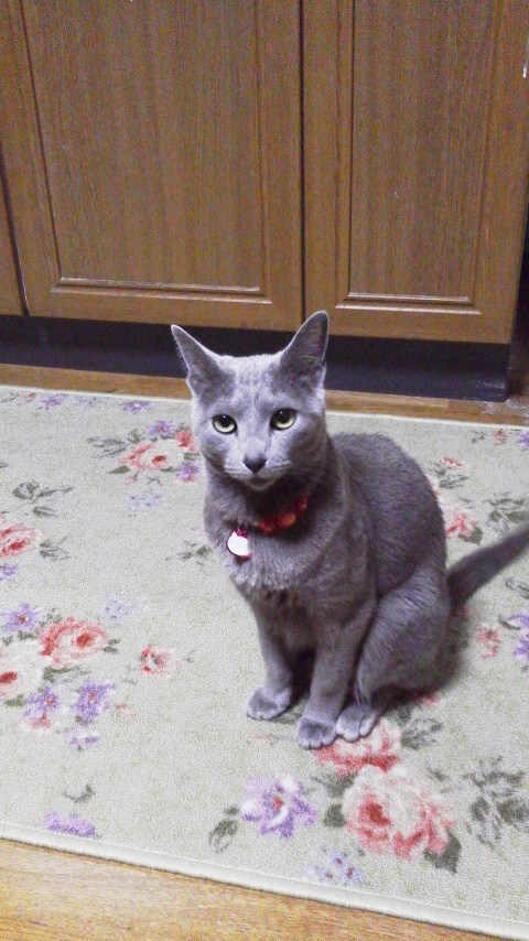 �F�ƒK�ƈ��L(�l���������r�s�d�k�k�`)�̐���