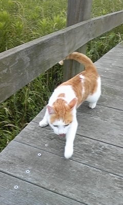 �F�ƒK�ƈ��L(�l���������r�s�d�k�k�`)�̐���