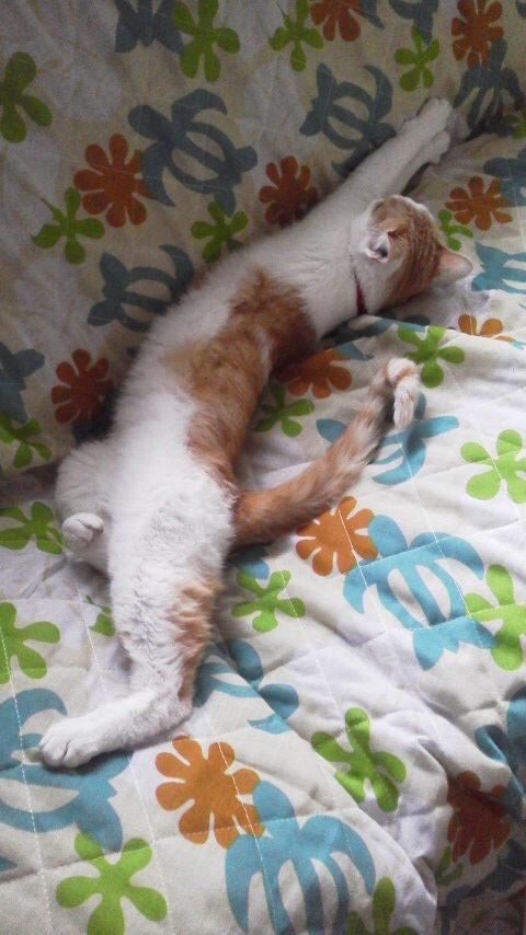 �F�ƒK�ƈ��L(�l���������r�s�d�k�k�`)�̐���