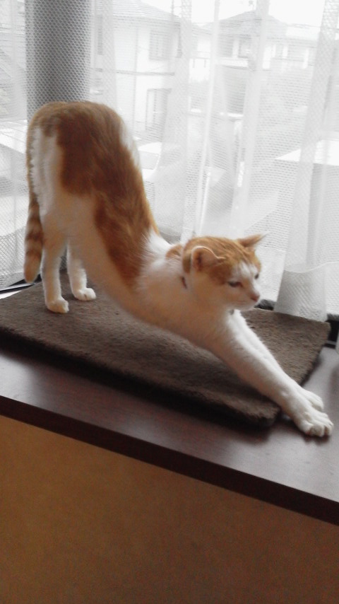 �F�ƒK�ƈ��L(�l���������r�s�d�k�k�`)�̐���