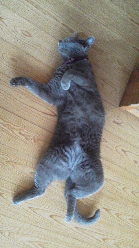 �F�ƒK�ƈ��L(�l���������r�s�d�k�k�`)�̐���