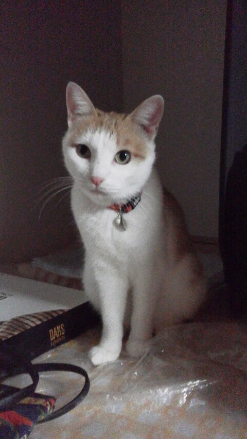 �F�ƒK�ƈ��L(�l���������r�s�d�k�k�`)�̐���