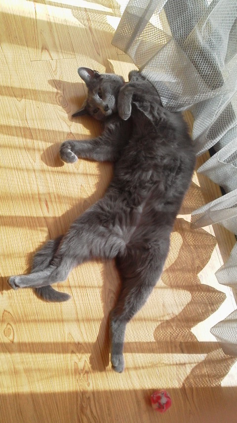 �F�ƒK�ƈ��L(�l���������r�s�d�k�k�`)�̐���