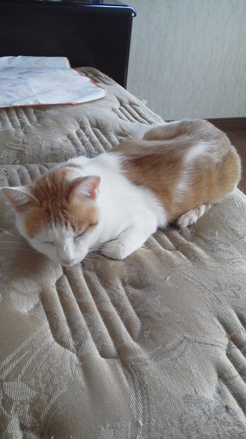 �F�ƒK�ƈ��L(�l���������r�s�d�k�k�`)�̐���