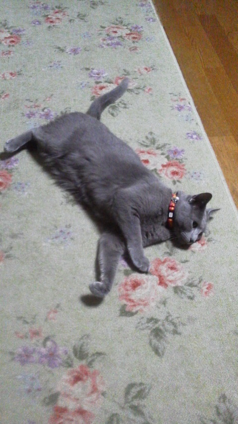 �F�ƒK�ƈ��L(�l���������r�s�d�k�k�`)�̐���