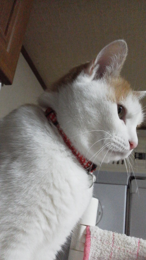 �F�ƒK�ƈ��L(�l���������r�s�d�k�k�`)�̐���