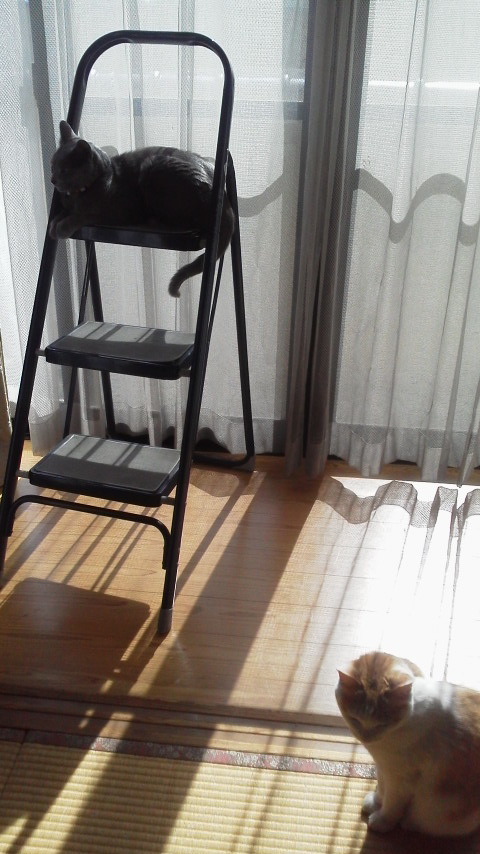 �F�ƒK�ƈ��L(�l���������r�s�d�k�k�`)�̐���