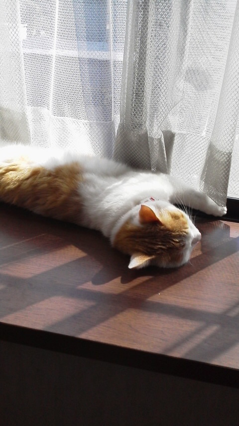 �F�ƒK�ƈ��L(�l���������r�s�d�k�k�`)�̐���