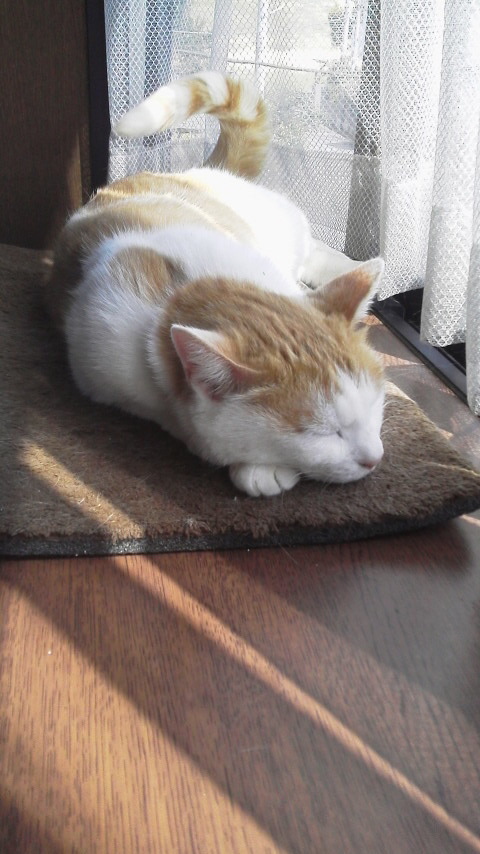 �F�ƒK�ƈ��L(�l���������r�s�d�k�k�`)�̐���