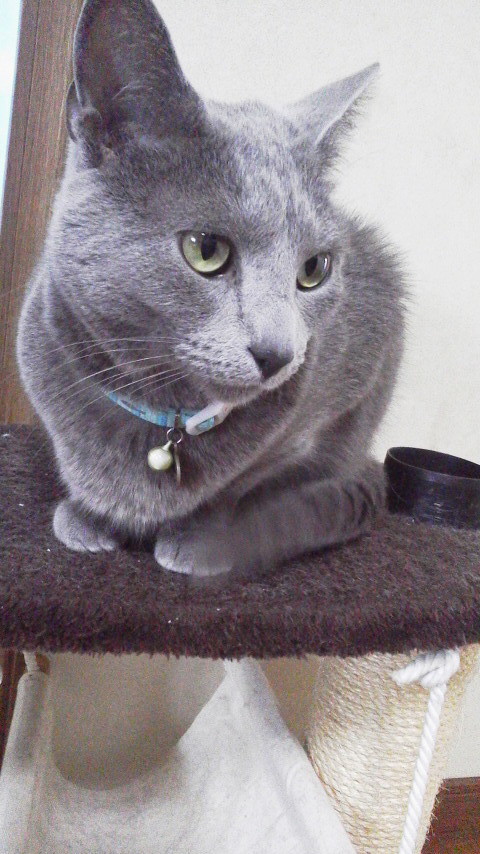 �F�ƒK�ƈ��L(�l���������r�s�d�k�k�`)�̐���