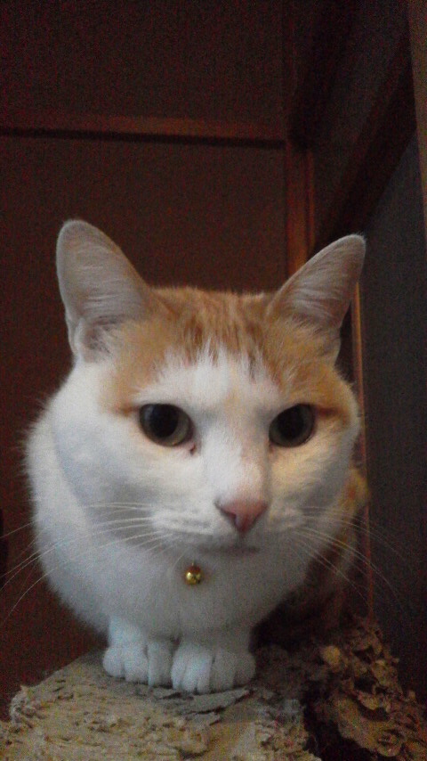 �F�ƒK�ƈ��L(�l���������r�s�d�k�k�`)�̐���