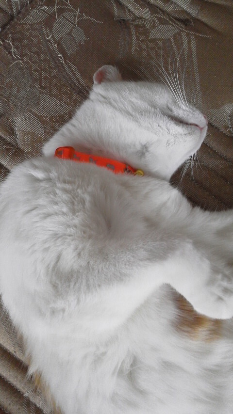 �F�ƒK�ƈ��L(�l���������r�s�d�k�k�`)�̐���