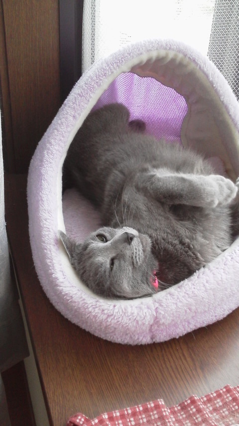 �F�ƒK�ƈ��L(�l���������r�s�d�k�k�`)�̐���